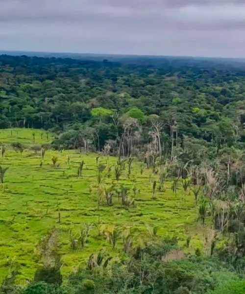 Plano de regeneração da Amazônia incluirá concessões florestais e novas estratégias de restauração
