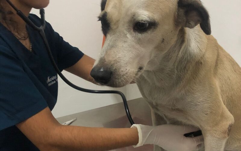 Indivíduo é detido por crueldade ao agredir cachorra de rua no interior do Ceará.