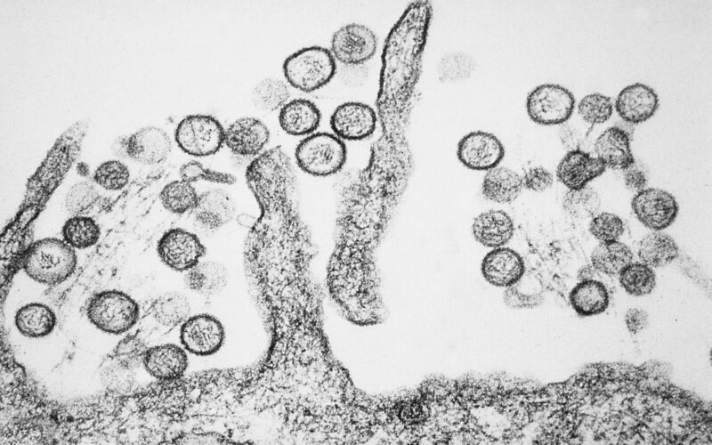 Hantavírus: OMS emite aviso sobre novos registros e analisa possibilidade de pandemia