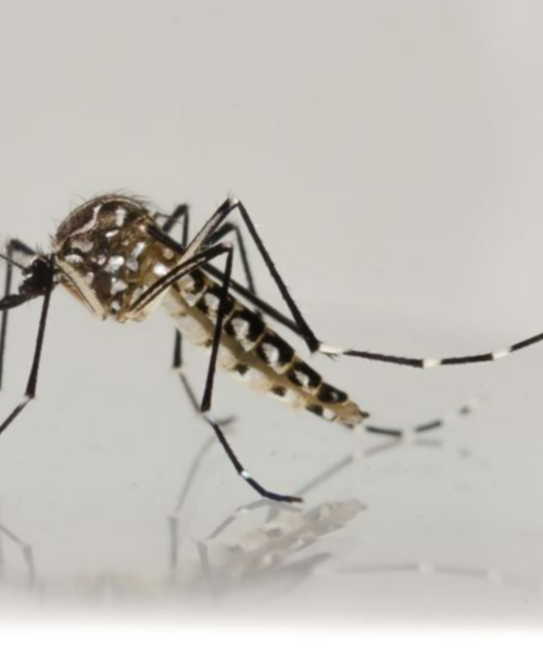 Ministério da Saúde interrompe vacinação contra dengue após registro de óbitos suspeitos