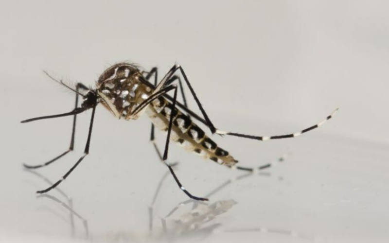 Ministério da Saúde interrompe vacinação contra dengue após registro de óbitos suspeitos